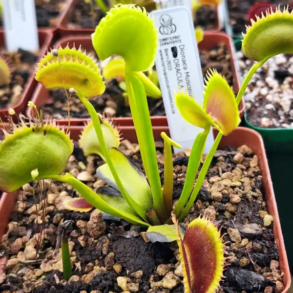 Venus Fly Trap Dracula