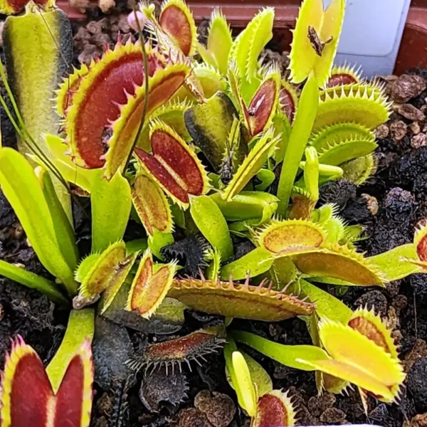 Venus Fly Trap Dracula