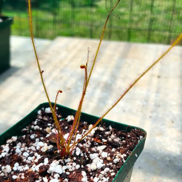 Drosera All Red Filliformis