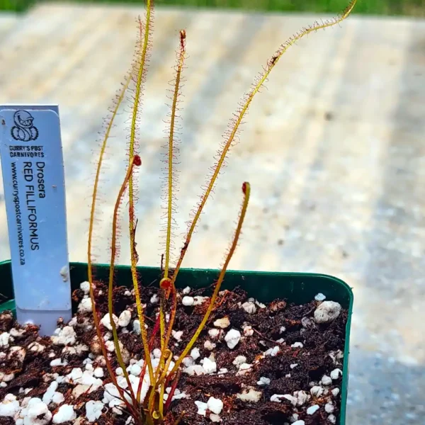 Drosera All Red Filliformis