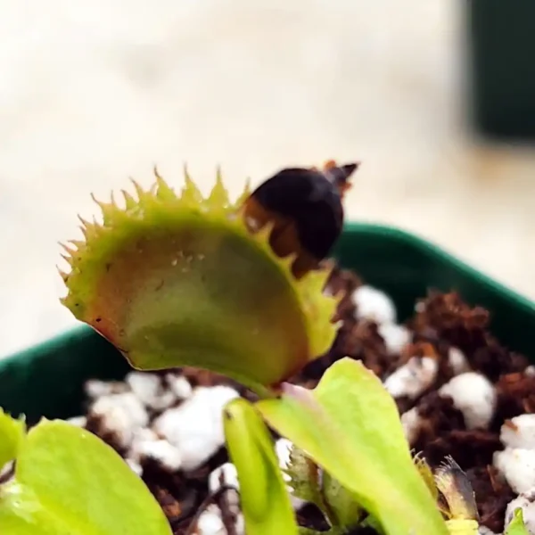 Venus Fly Trap Gargamel