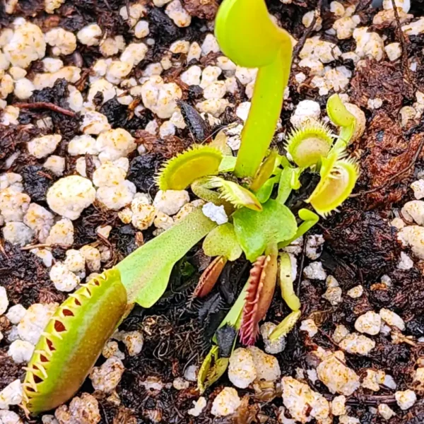 Venus Fly Trap - Gargamel - Image 4