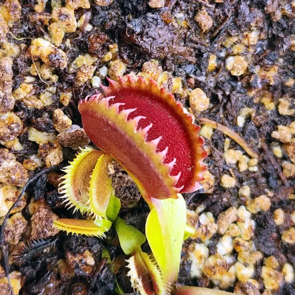 Venus Fly Trap - Gargamel