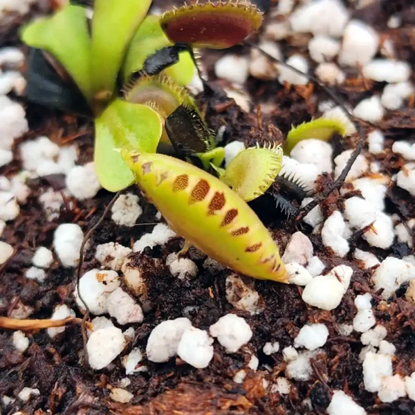 Venus Fly Trap Gargamel