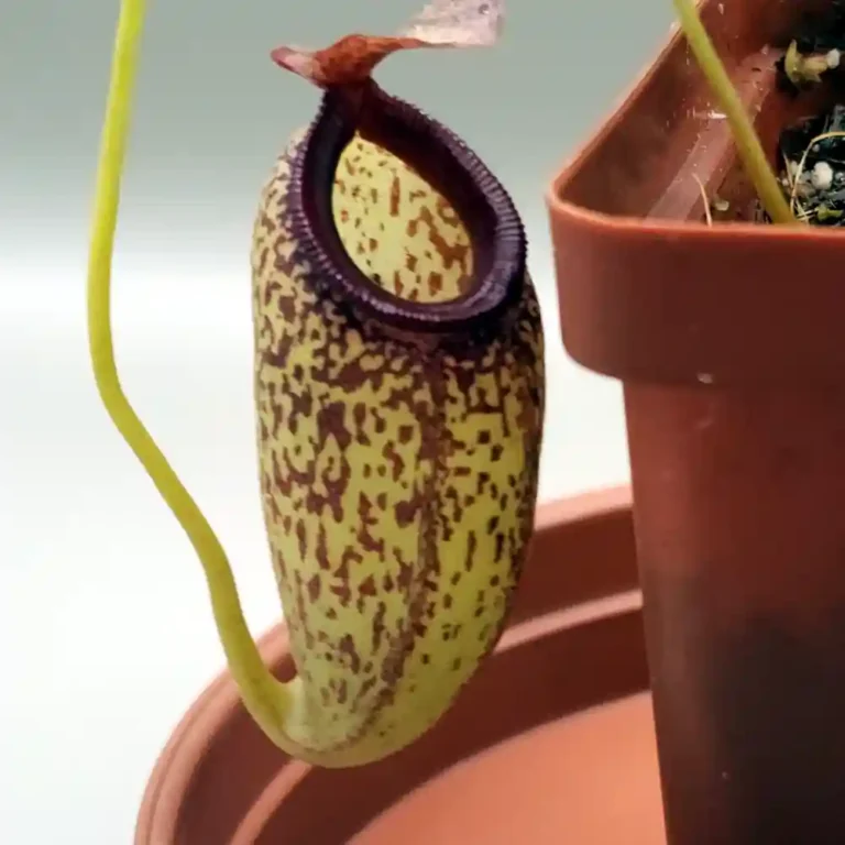 Nepenthes Aristolochioides x Ventricosa