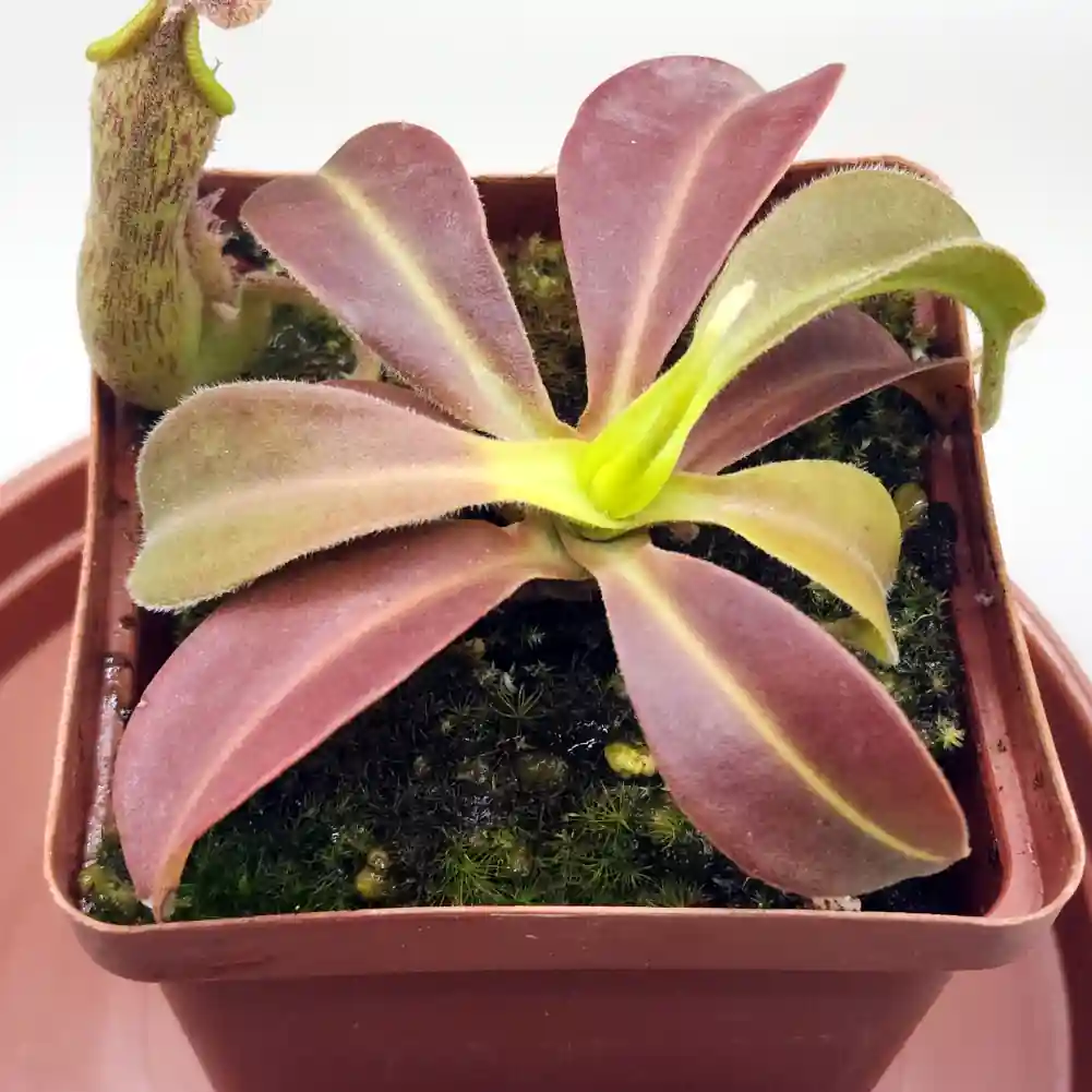 Nepenthes Rokko x Gentle