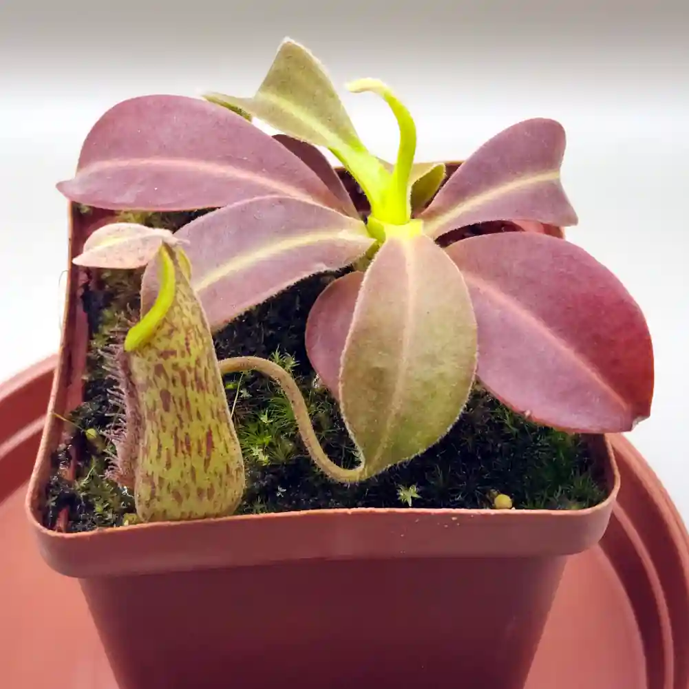 Nepenthes Rokko x Gentle