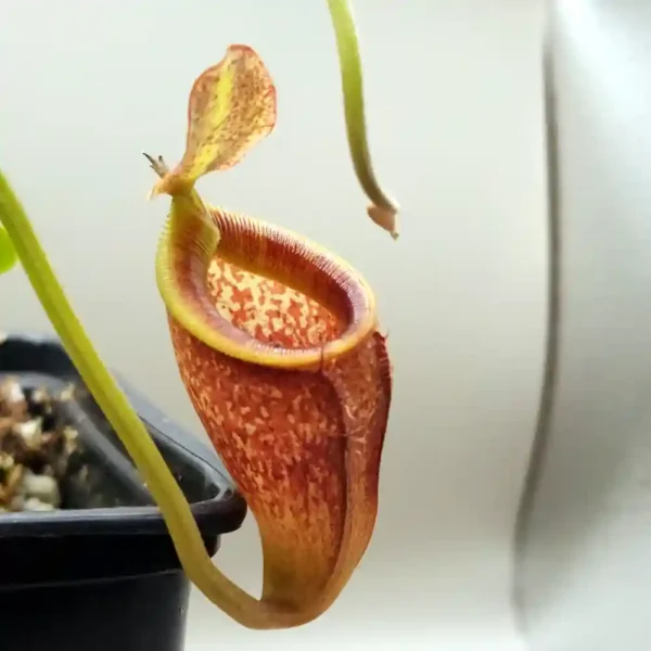Nepenthes Talangensis