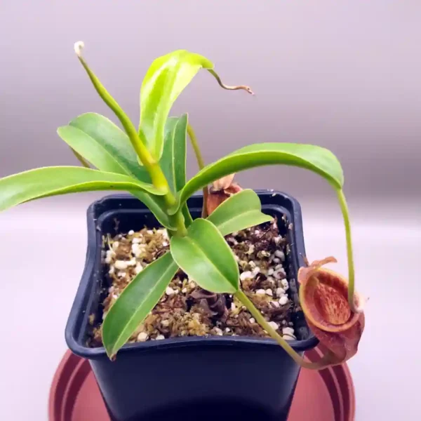 Nepenthes Talangensis