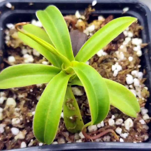 Nepenthes Talangensis