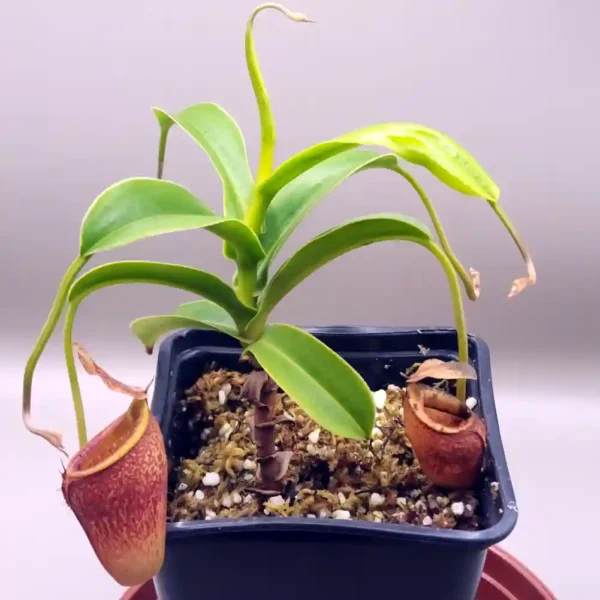 Nepenthes Talangensis
