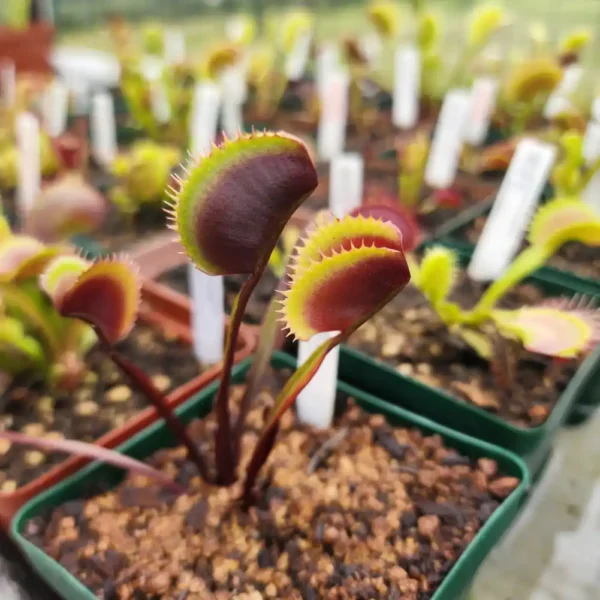 venus fly trap red hulk