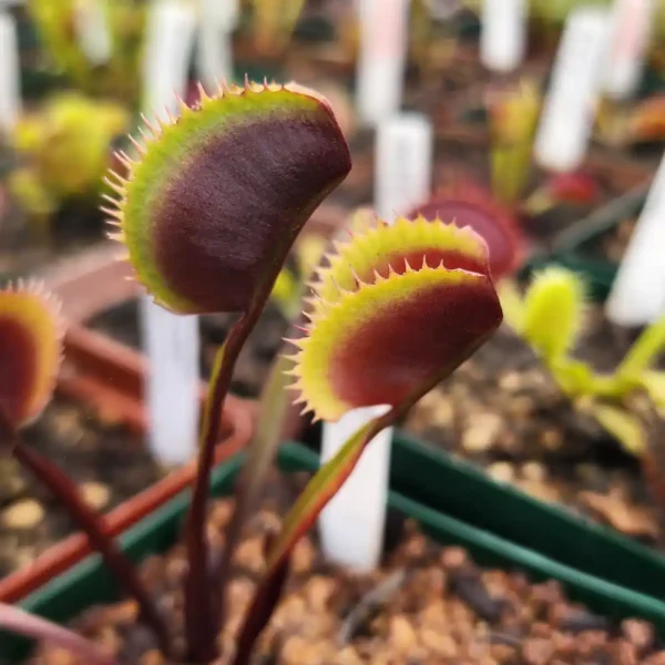 venus fly trap red hulk
