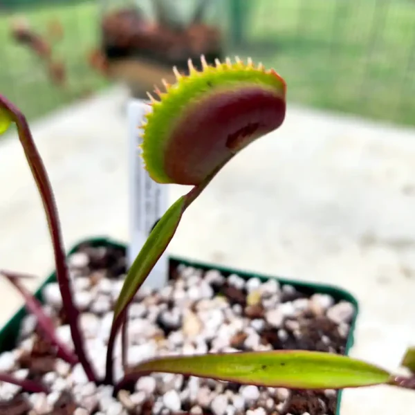 Venus Fly Trap - Incredible Red Hulk