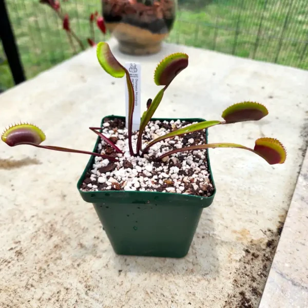Venus Fly Trap - Incredible Red Hulk