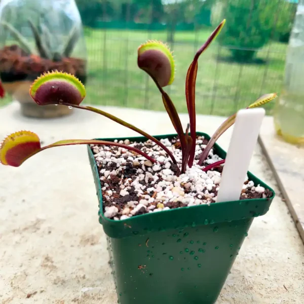 Venus Fly Trap - Incredible Red Hulk