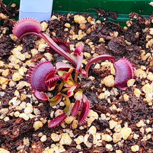 Venus Fly Trap - Red Shark Teeth - Image 2