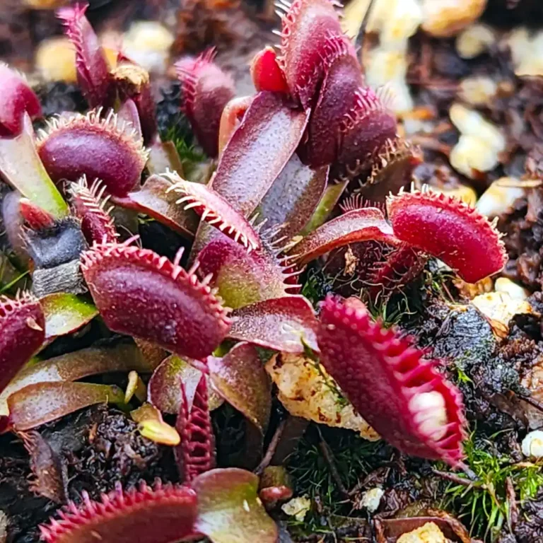 Venus Fly Trap Red Shark Teeth
