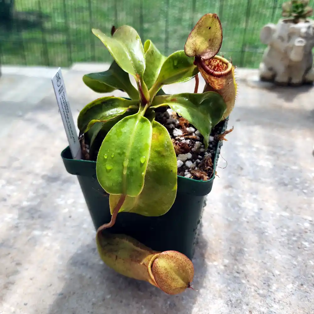 Nepenthes Venricosa x Truncata