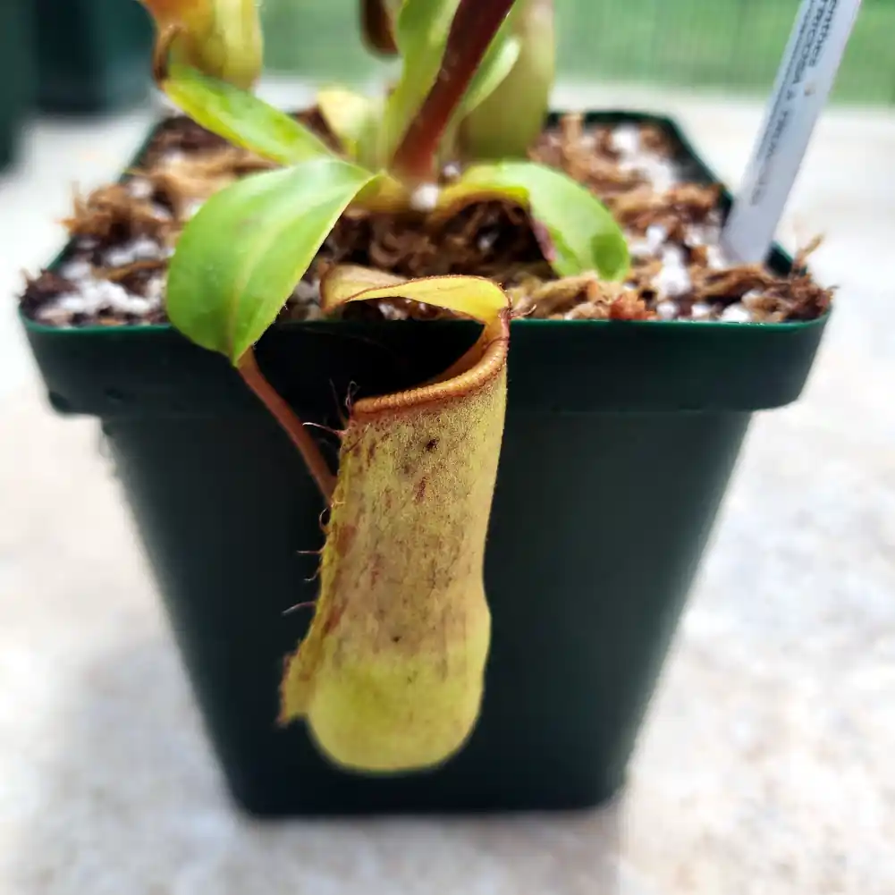 Nepenthes Venricosa x Truncata
