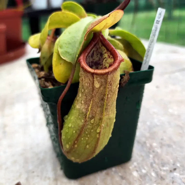 Nepenthes Ventricosa x Truncata