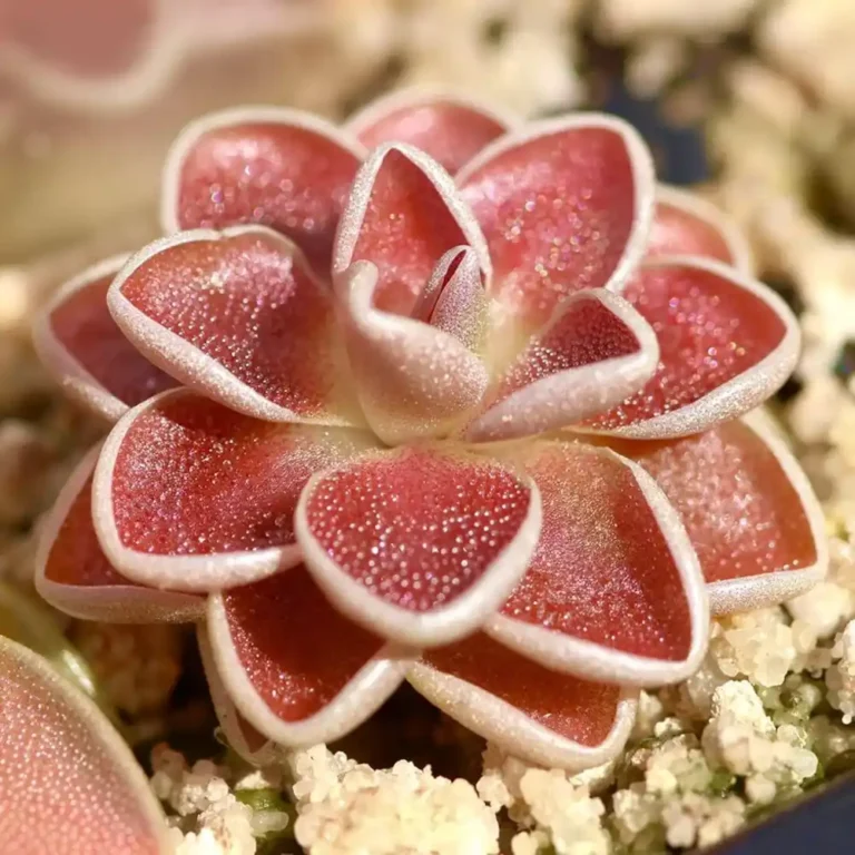 pinguicula ehlersiae