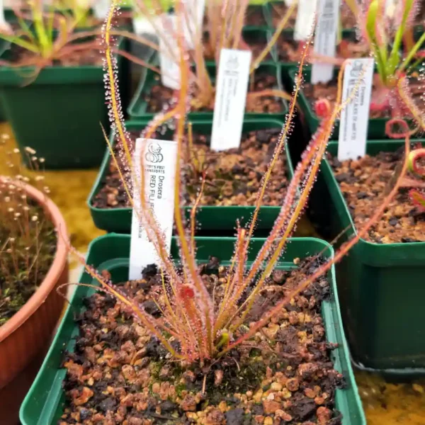 Drosera - Filiformis All Red - Image 2