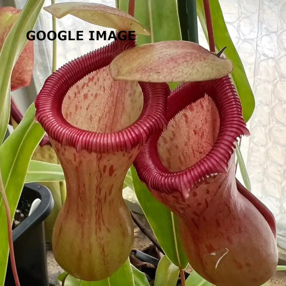 Nepenthes Ventricosa