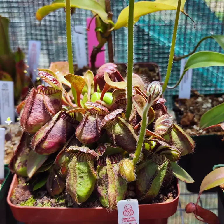 Cephalotus Diflora Giant