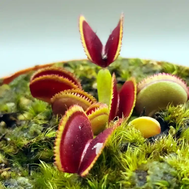 Venus Fly Trap Kurze Zahne