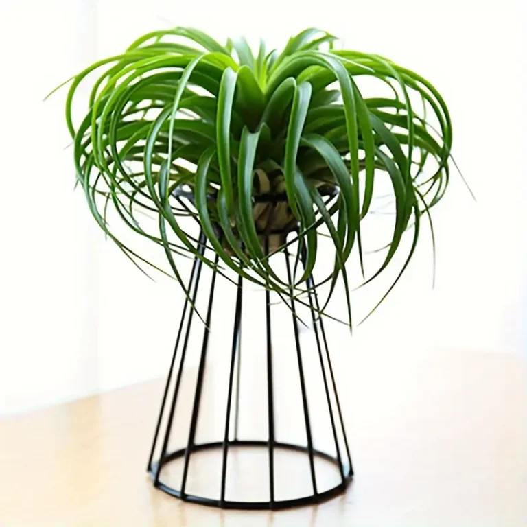 Large Air plant Holder