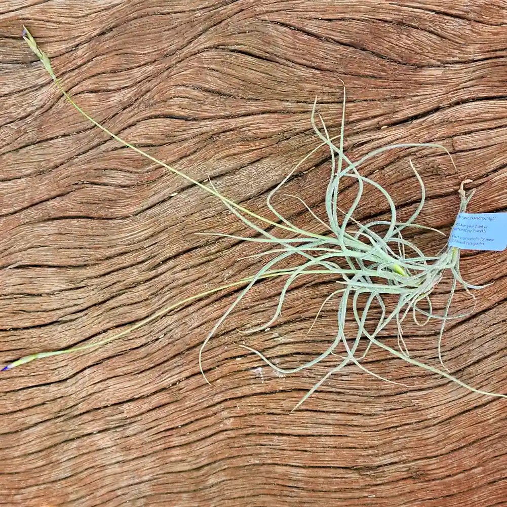 Tillandsia - Mallemontii