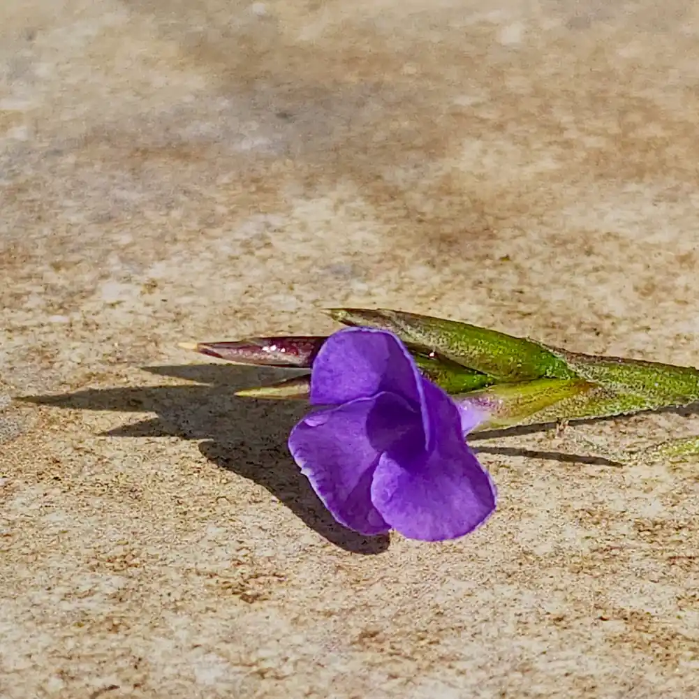 Tillandsia Mallemontii