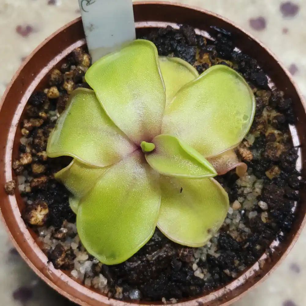 Pinguicula Moranensis - Image 4