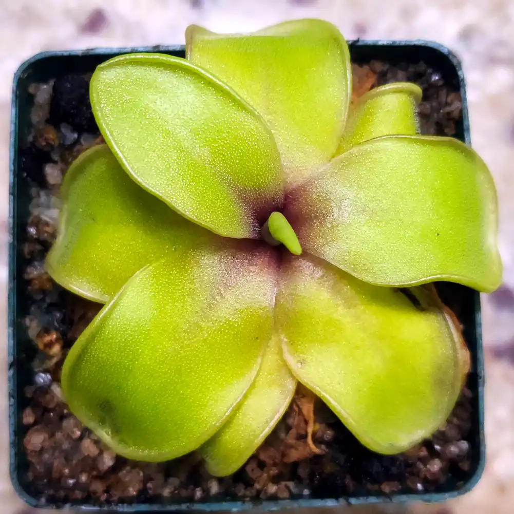 Pinguicula Moranensis