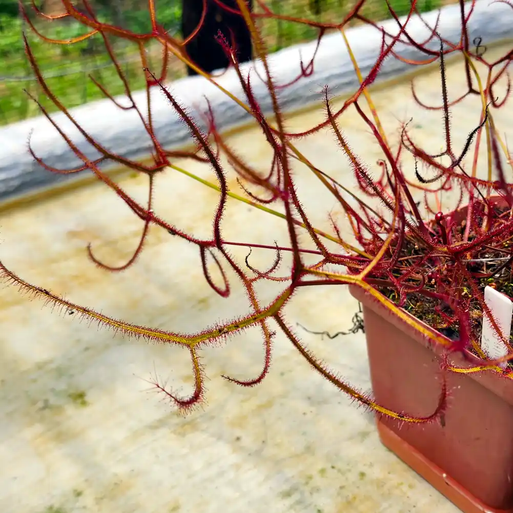 Drosera Multifidia