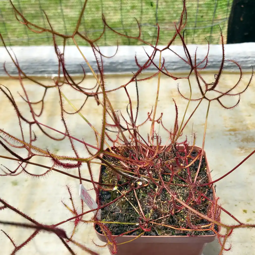 Drosera Multifidia