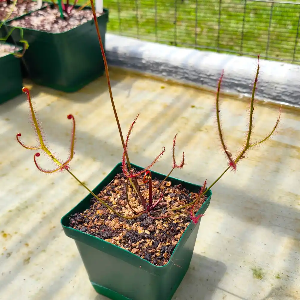 Drosera Multifidia