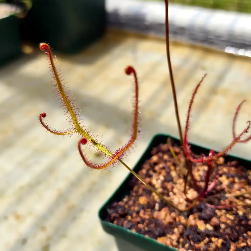Drosera Multifidia
