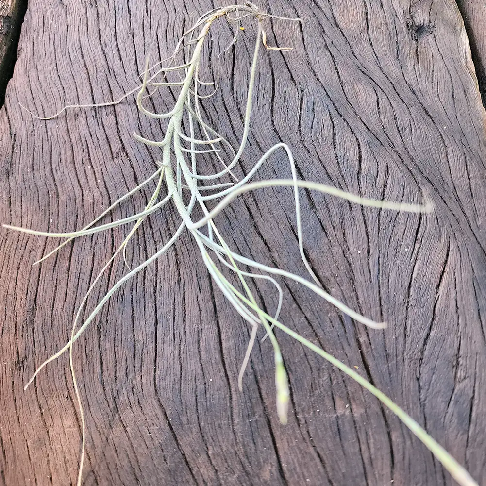 Tilandsia Mallemontii