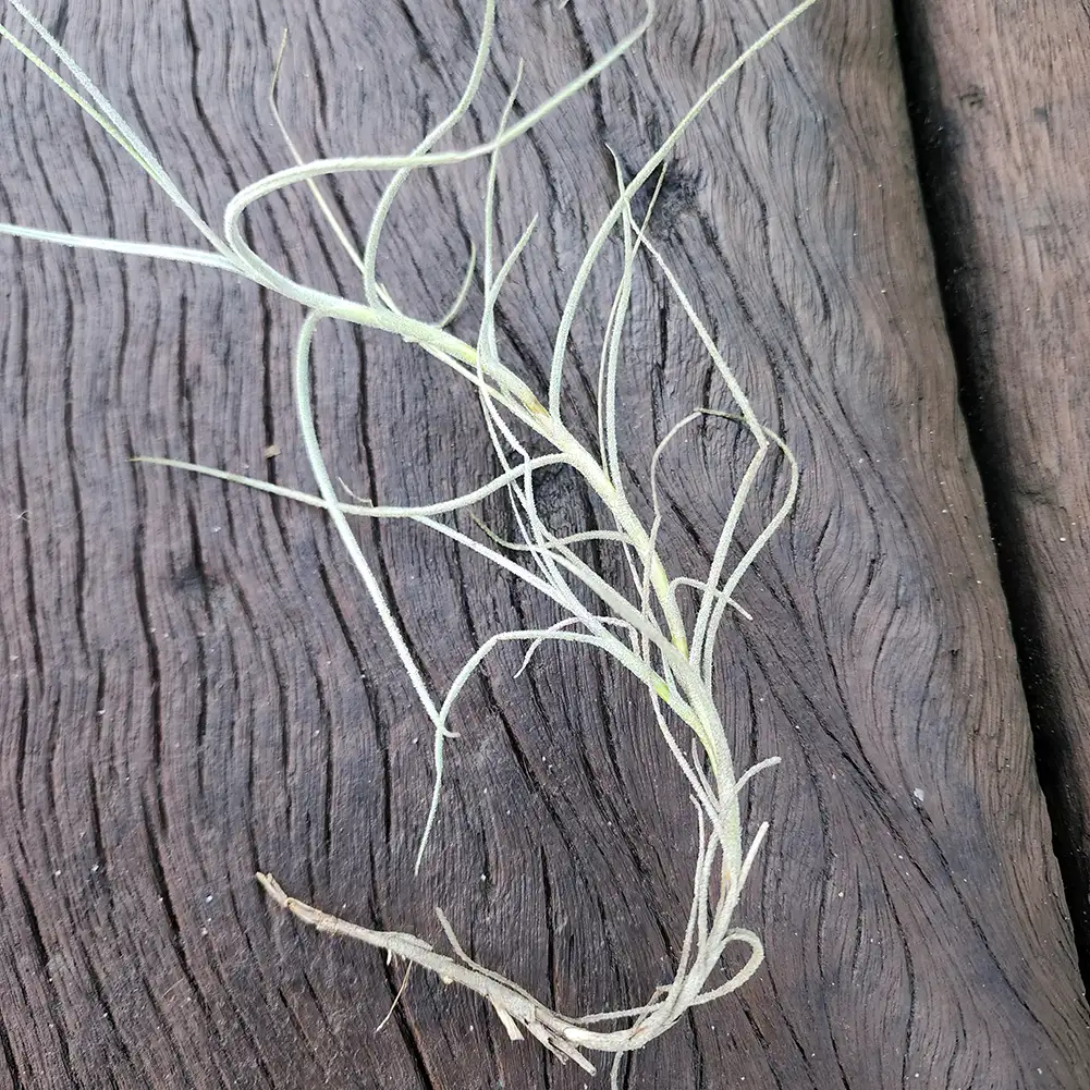 Tillandsia - Mallemontii - Image 5