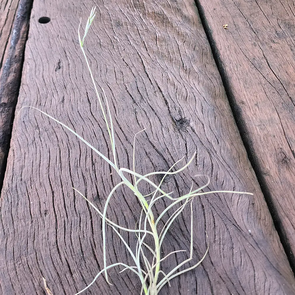 Tilandsia Mallemontii