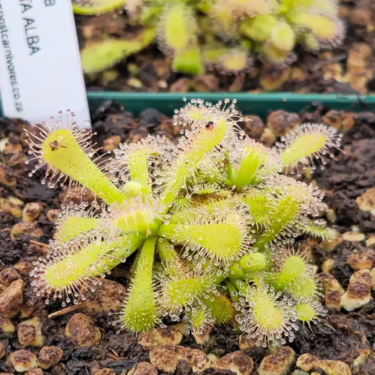 Drosera Venusta Alba New Main