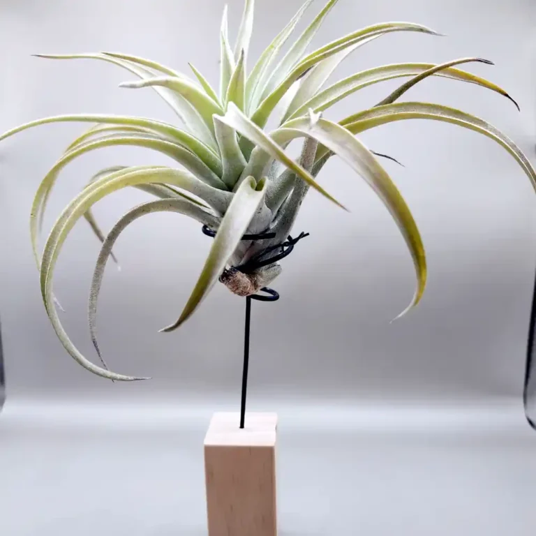 Air Plant Holder