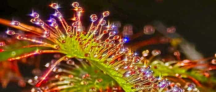 Sundew Blog Featured Pic