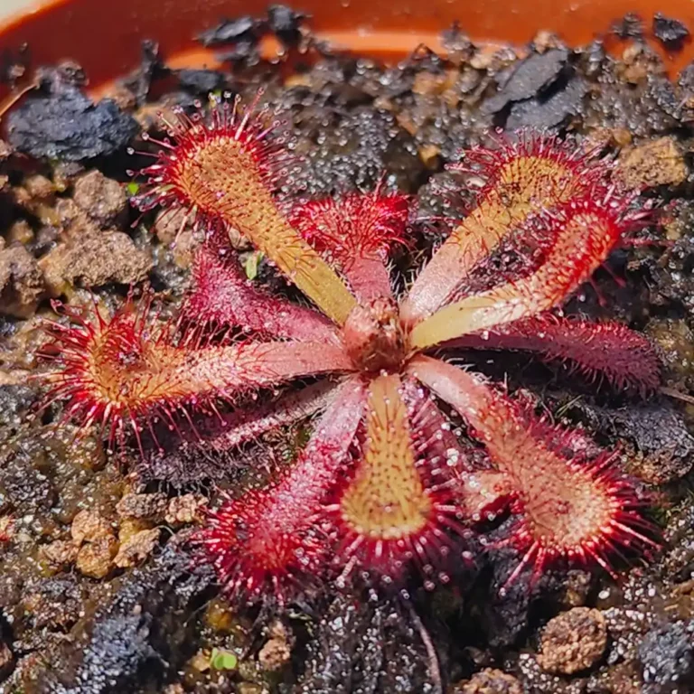 Drosera Venusta
