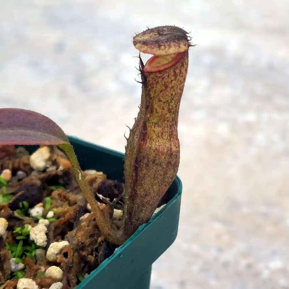 Nepenthes Clipeata