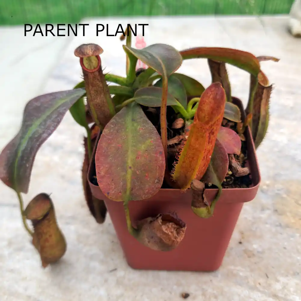Nepenthes Clipeata