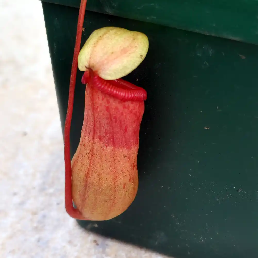 Nepenthes Ventricosa