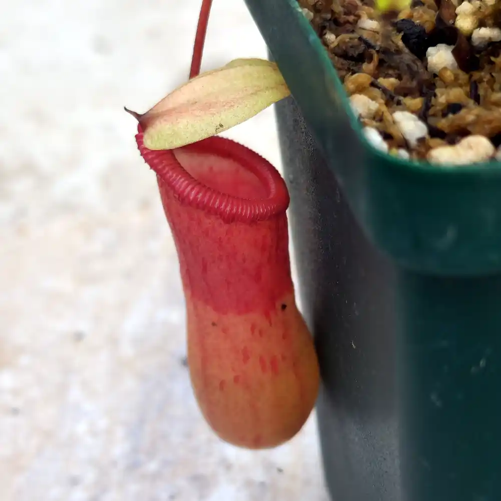 Nepenthes Ventricosa